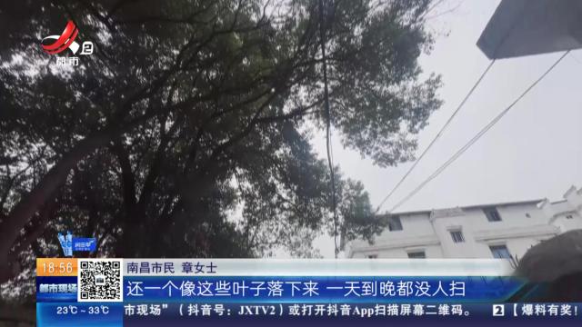 【赣问·民呼我为心连心】南昌青云谱：大树“缠上”线缆 担心有安全隐患