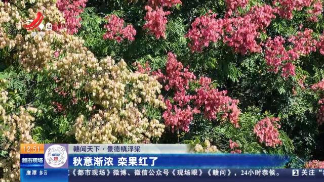 【赣闻天下】景德镇浮梁：秋意渐浓 栾果红了