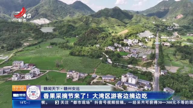 【赣闻天下】赣州安远：香果采摘节来了！ 大湾区游客边摘边吃