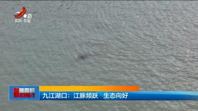 九江湖口：江豚频跃 生态向好