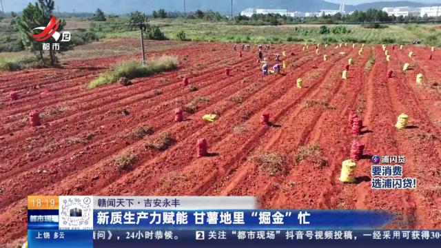 【赣闻天下】吉安永丰：新质生产力赋能 甘薯地里“掘金”忙