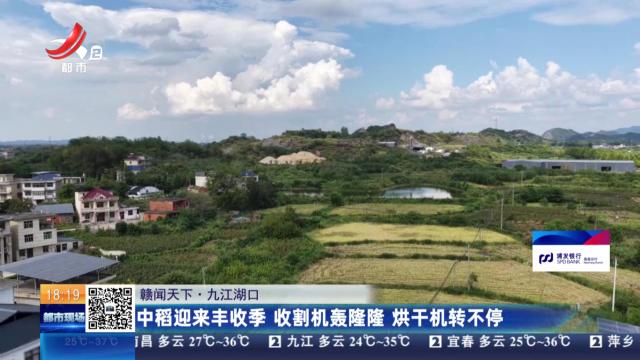 【赣闻天下】九江湖口：中稻迎来丰收季 收割机轰隆隆 烘干机转不停