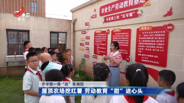 【开学第一课 “蔬”香满园】屋顶农场挖红薯 劳动教育“甜”进心头