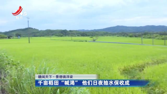 【赣闻天下】景德镇浮梁：千亩稻田“喊渴” 他们日夜抽水保收成