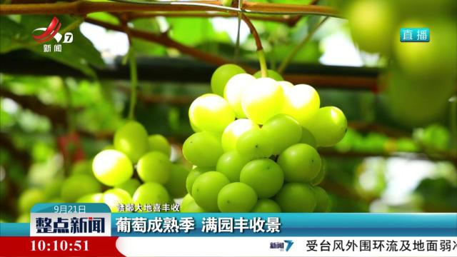 【赣鄱大地喜丰收】葡萄成熟季 满园丰收景