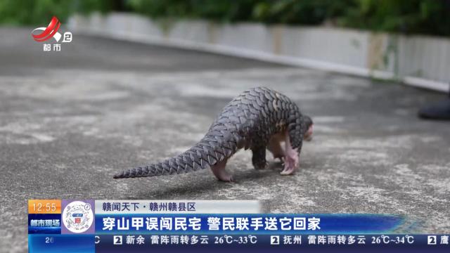 【赣闻天下】赣州赣县区：穿山甲误闯民宅 警民联手送它回家