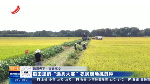 【赣闻天下】宜春高安：稻田里的“选秀大赛”农民现场挑良种