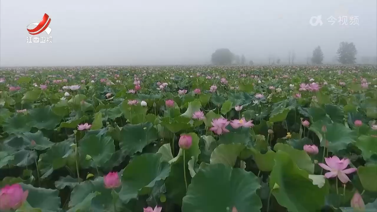 广昌：科技赋能白莲产业发展