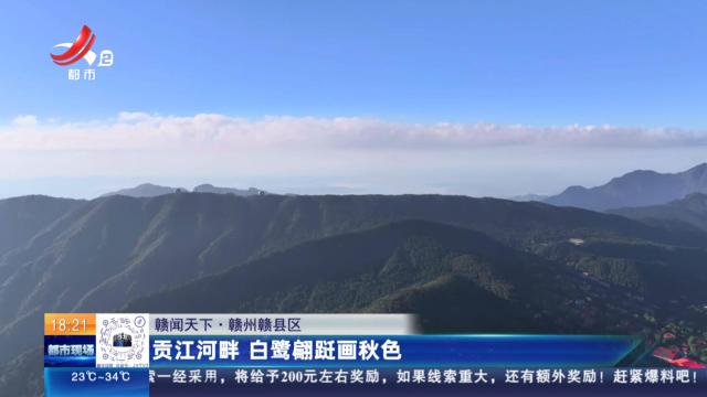 【赣闻天下】赣州赣县区：贡江河畔 白鹭翩跹画秋色