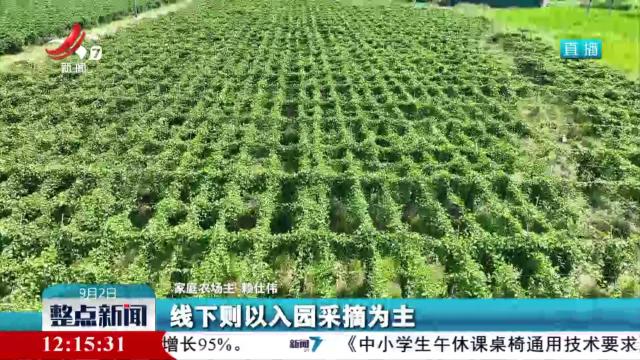 生态好果迎丰收 果农采摘忙