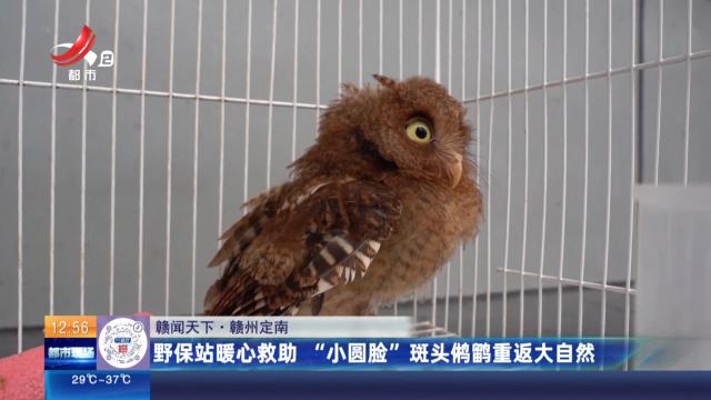 【赣闻天下】赣州定南：野保站暖心救助 “小圆脸”斑头鸺鹠重返大自然