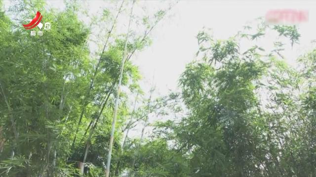 广西南宁——藏在竹林里的静谧 一缕茶香解尘烦