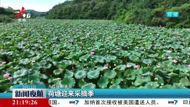 荷塘迎来采摘季
