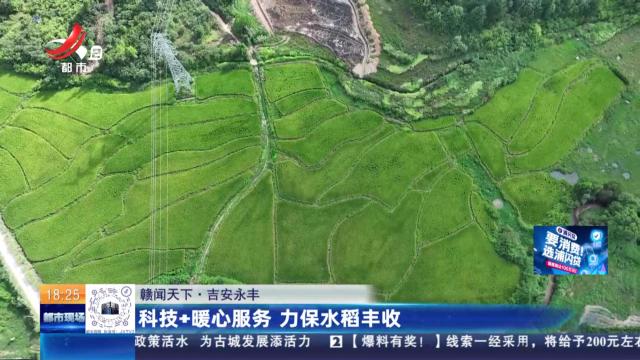 【赣闻天下】吉安永丰：科技+暖心服务 力保水稻丰收