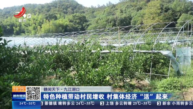 【赣闻天下】九江湖口：特色种植带动村民增收 村集体经济“活”起来