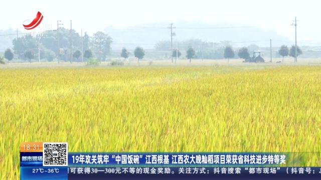 19年攻关筑牢“中国饭碗”江西根基 江西农大晚籼稻项目荣获省科技进步特等奖