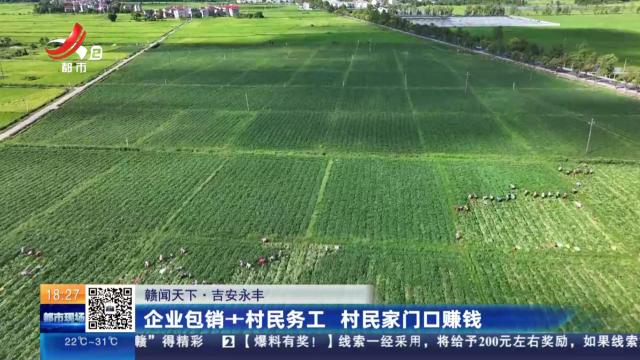 【赣闻天下】吉安永丰：企业包销+村民务工 村民家门口赚钱