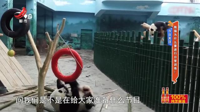 今日关注——熊猫为什么要进行日常训练？