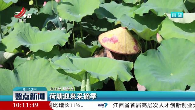 荷塘迎来采摘季