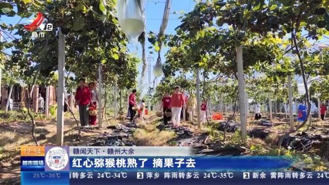 【赣闻天下】赣州大余：红心猕猴桃熟了 摘果子去
