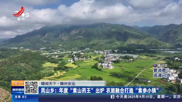 【赣闻天下·赣州安远】凤山乡：年度“紫山药王”出炉 农旅融合打造“紫参小镇”