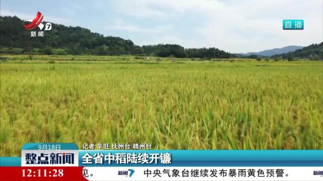 全省中稻陆续开镰