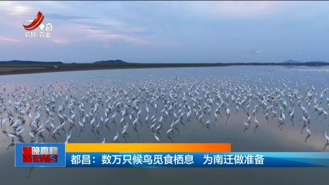 都昌：数万只候鸟觅食栖息 为南迁做准备
