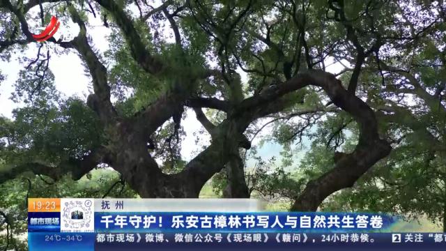 抚州：千年守护！乐安古樟林书写人与自然共生答卷
