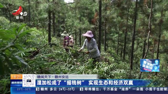 【赣闻天下】赣州安远：湿加松成了“摇钱树” 实现生态和经济双赢