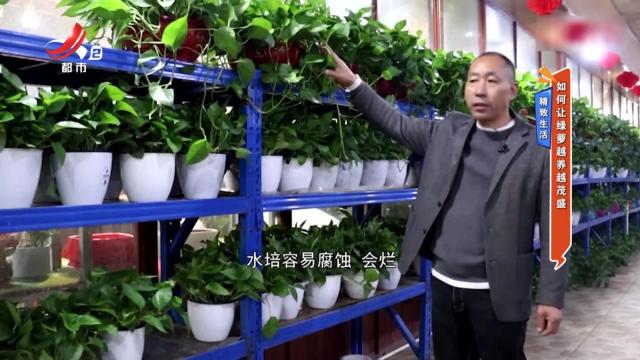 精致生活：如何让绿萝越养越茂盛