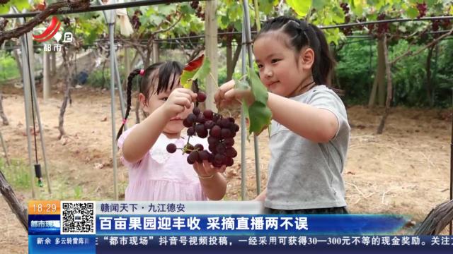 【赣闻天下】九江德安：百亩果园迎丰收 采摘直播两不误