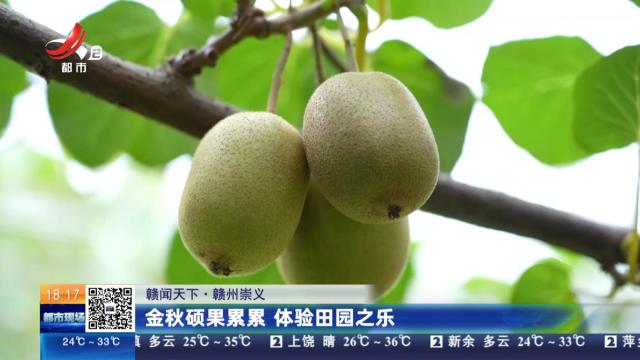 【赣闻天下】赣州崇义：金秋硕果累累 体验田园之乐
