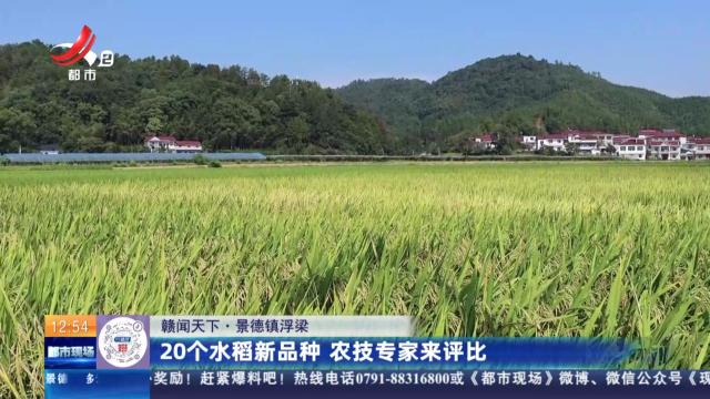 【赣闻天下】景德镇浮梁：20个水稻新品种 农技专家来评比