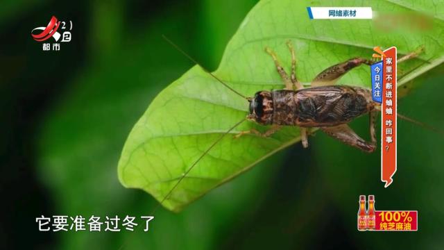 今日关注——家里不断进蛐蛐 咋回事？