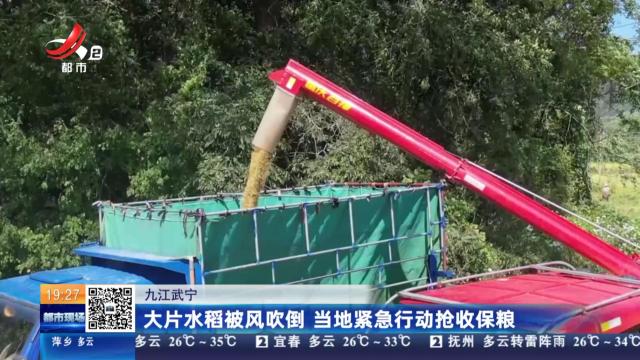 九江武宁：大片水稻被风吹倒 当地紧急行动抢收保粮