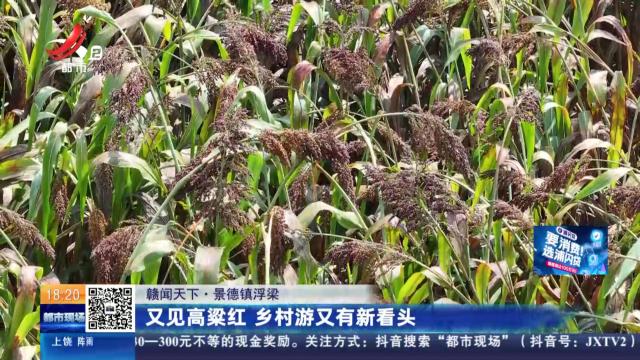 【赣闻天下】景德镇浮梁：又见高粱红 乡村游又有新看头