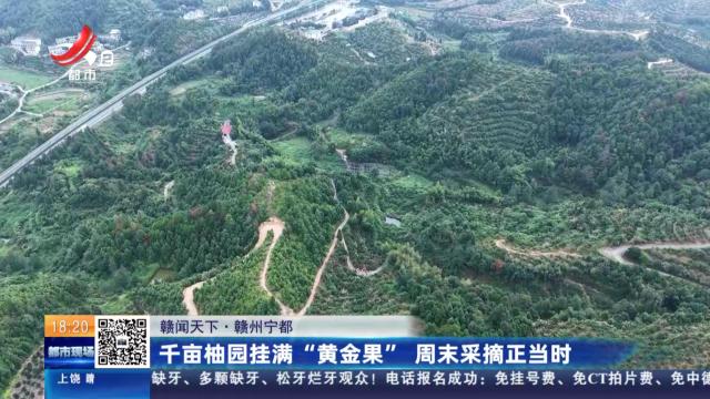 【赣闻天下】赣州宁都：千亩柚园挂满“黄金果” 周末采摘正当时