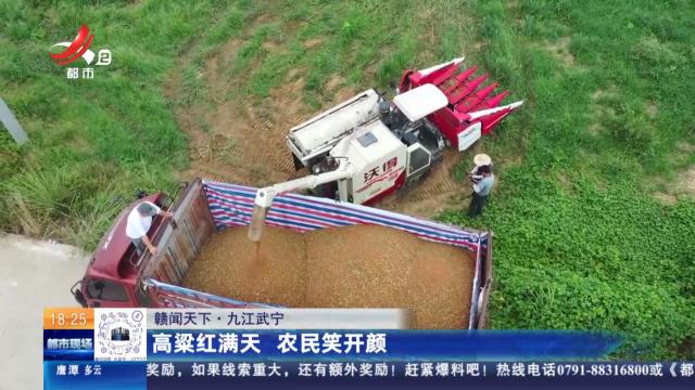 【赣闻天下】九江武宁：高粱红满天 农民笑开颜