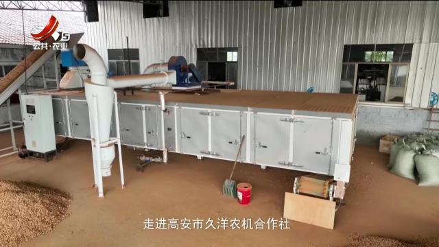 稻花香里20250910 乡村振兴进行时——探秘花生烘干“新利器”