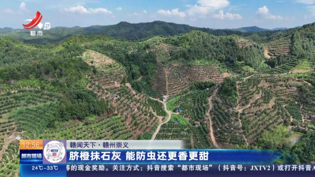 【赣闻天下】赣州崇义：脐橙抹石灰 能防虫还更香更甜