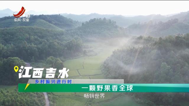 稻花香里20250917 乡村振兴进行时——一颗野果香全球