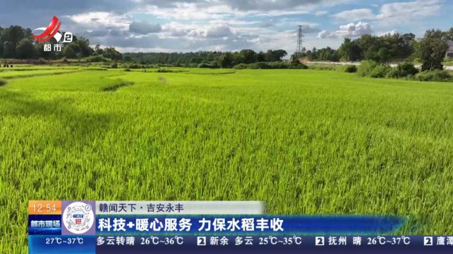 【赣闻天下】吉安永丰：科技+暖心服务 力保水稻丰收