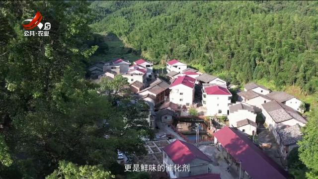 稻花香里20250923 乡村振兴进行时——广雅竹笋 乐安竹笋的千年鲜味传奇
