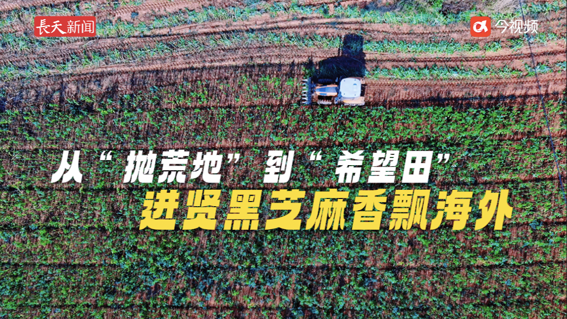 从“抛荒地”到“希望田”，进贤黑芝麻香飘海外