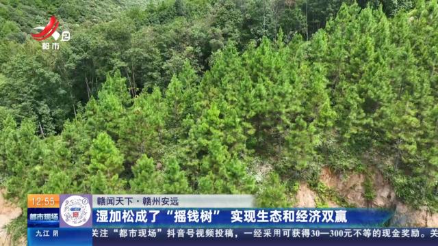 【赣闻天下】赣州安远：湿加松成了“摇钱树” 实现生态和经济双赢