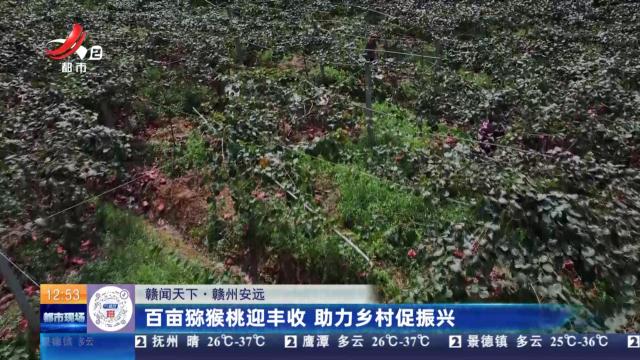 【赣闻天下】赣州安远：百亩猕猴桃迎丰收 助力乡村促振兴