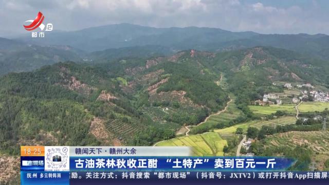 【赣闻天下】赣州大余：古油茶林秋收正酣 “土特产”卖到百元一斤