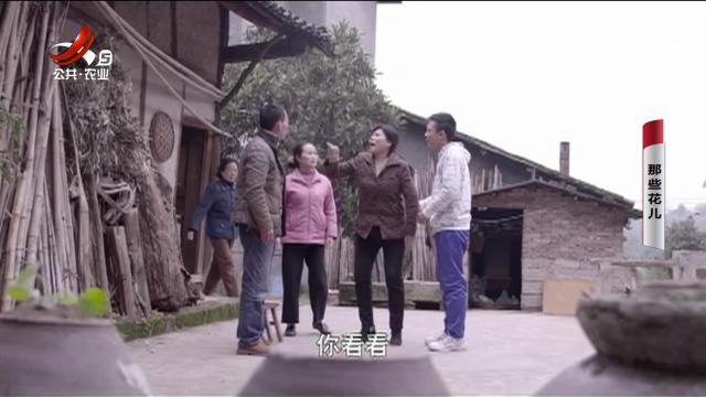 乡村栏目剧场20251020 那些花儿