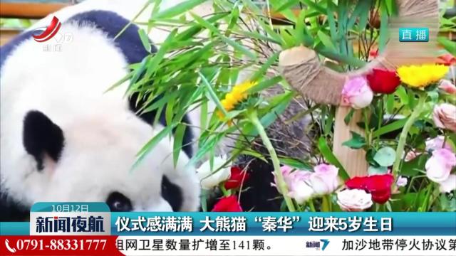 仪式感满满 大熊猫“秦华”迎来5岁生日