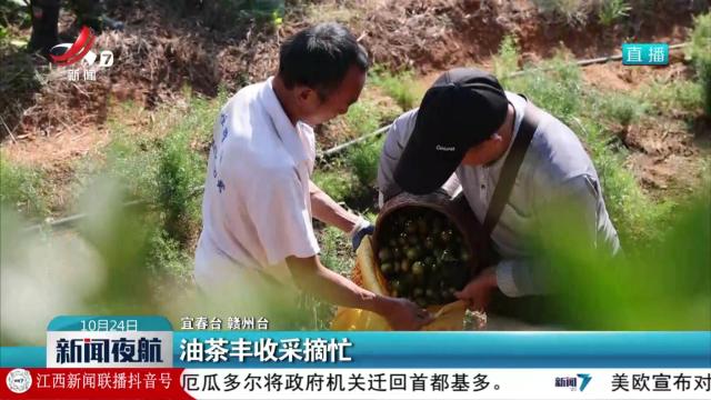 油茶丰收采摘忙
